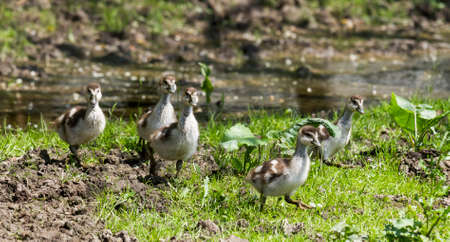 A group of six goslings crossing a stream and running in the grassの写真素材