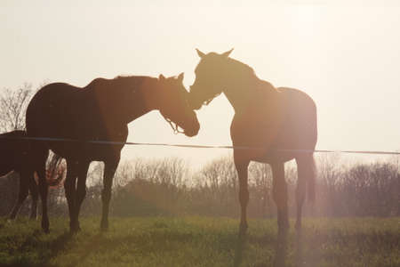 A photo of two horses taken against the setting sunの写真素材