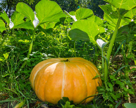 A photo of large orange pumpkin growing in a gardenの写真素材