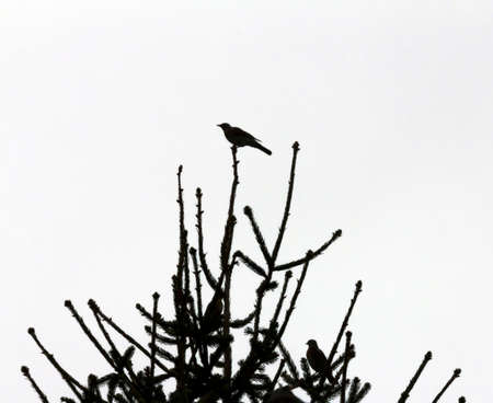 dark silhouettes of birds sitting on treee branches against white backgroundの写真素材