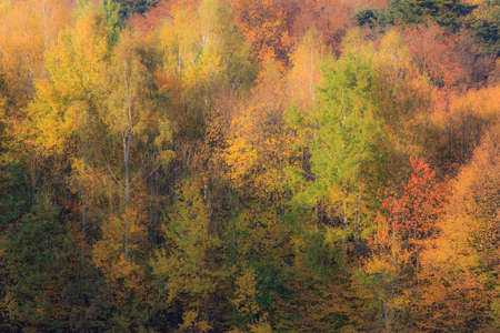 Soft photo of beatifully coloured autumn trees  