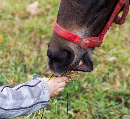 Close-up photo of a child's hand giving some grass to horse's snoutの写真素材