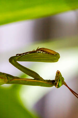 Close-up photo of an immobile green  praying mantis in wait for a prayの写真素材