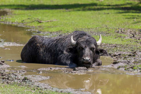 Asian water buffalo lying in the muddy streamの写真素材