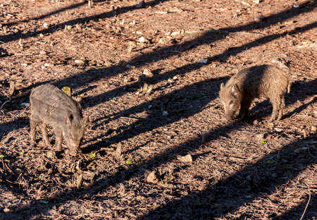 Wild boar piglets against the background of forest floorの写真素材