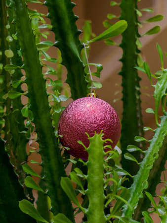 Red christmas tree bomb hanging from a cactusの写真素材