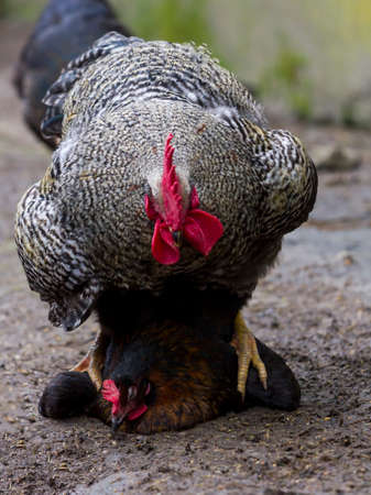 Rooster copulating with hen on a farm