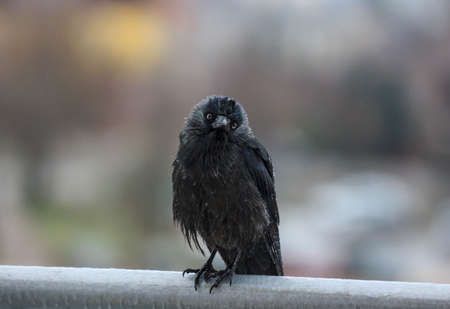 wet crow in the rail sitting on balcony rail and looking into the cameraの写真素材