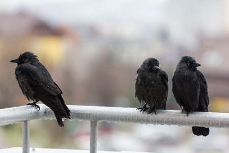 three wet crows sit on balcony rail and look in different directionsの写真素材