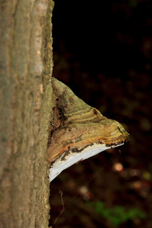 Bracket fungus growing from a tree trunk in dark background
