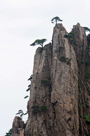 Pines groiwng from vertical rock in Huang Shan mountains, Anhui province, Chinaの写真素材