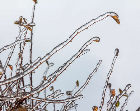Group of twigs with leaves covered  with deep layer of ice in winterの写真素材