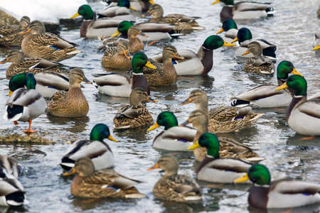 A large group of ducks, both male and female swimming in a river in winter with only central birds...