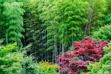 Photo of intensely red acer growing in the midst of green bamboo forest  stylized and filtered to look like an oil painting の写真素材