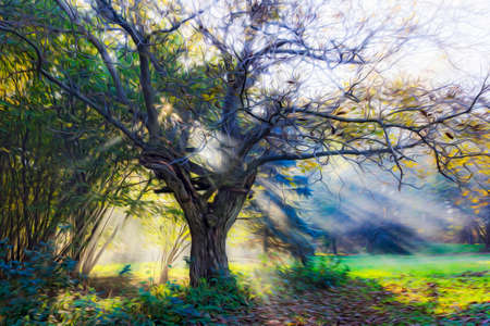 Setting sun shining through the branches of a tree in a garden stylized and filtered to look like an oil painting の写真素材
