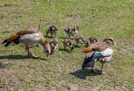 family of geese grazing on grass,  stylized and filtered to look like an oil painting