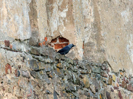 Crow standing on the window board of an ancient, ruined buildingの写真素材