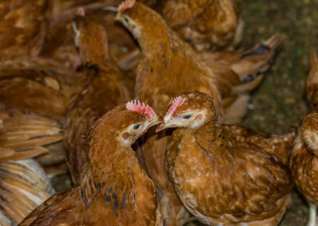 Two chicken touching each otherの写真素材