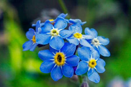 Bunch of blue forget-me-not flowers, stylized and filtered to resemble an oil painting の写真素材