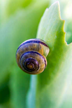 snailの写真素材