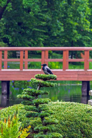 Crow sitting on top of artificially shaped tree with red bridge in background in japanese garden, verticalの写真素材