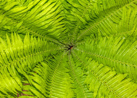 Intricate pattern of fern leaves and stalks viewed from the topの写真素材