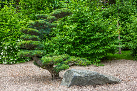 artificially shaped tree in a japanese garden and a rockの写真素材