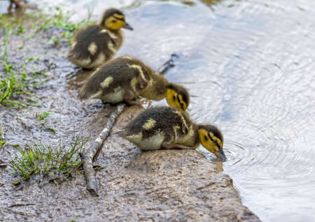 little ducklings standing on shore of a lake, drinking water  Focus on first duckling, other ducklings blurred の写真素材