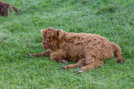 Small scottish highland cow calf resting on grass
