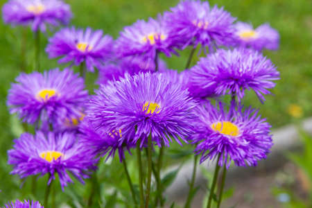 bunch of violet aster flowers - focus on central flower; the remaining flowers blurredの写真素材