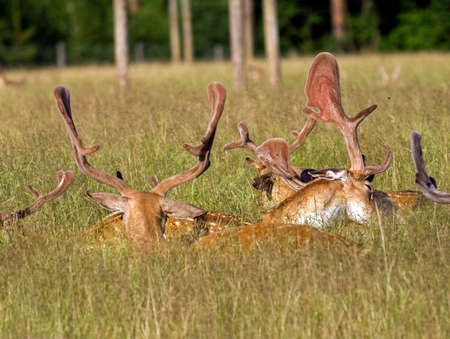 group of stags with big antlers lying in the grass on a meadowの写真素材
