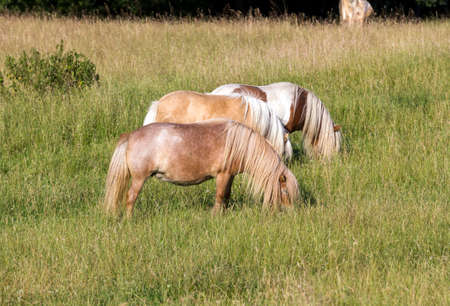 three ponies grazing on the meadowの写真素材
