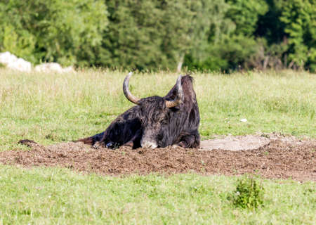 single yak lying on the meadowの写真素材