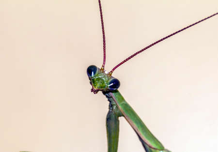 Macro photo of a head of  green  praying mantis looking straight into camera