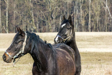Horse leaning its head on another horse's back with pasture in background. Second's horse's head in...