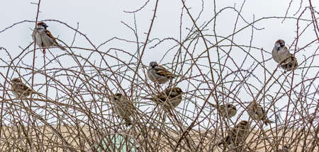 flock of sparrows sitting on leafless thorny branches, winterの写真素材