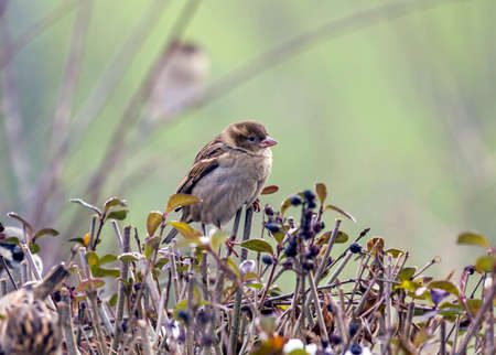 Single sparrow sitting on top of a hedge in winterの写真素材