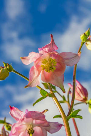 beautiful pink flowers with sky and clouds in background,  stylized and filtered to resemble an oil paintingの写真素材