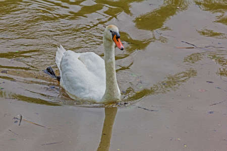 white swan swimming ,  stylized and filtered to resemble an oil paintingの写真素材