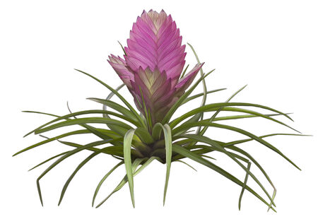 Drawing of pink exotic flower isolated on white backgroundの写真素材