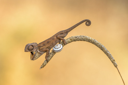 Lizard stands on a swinging stalk on fuzzy orange backgroundの写真素材