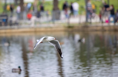 Seagull or some species of a bird flying or soaring above the water of a lake.の写真素材