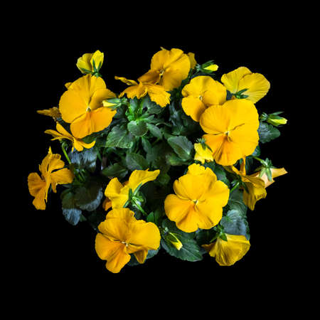 Beautiful yellow wild pansy flowers and green leaves from top view. Isolated studio shot with black background.の写真素材