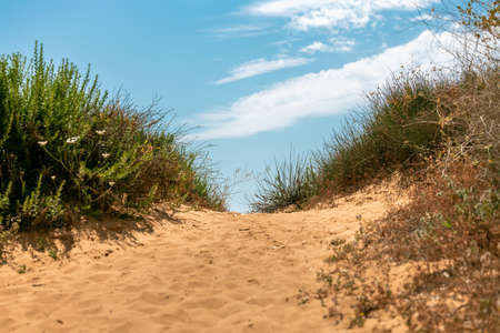 Path of sand with bushes and grass meets the sky in the end. Copy space in the middle.の写真素材