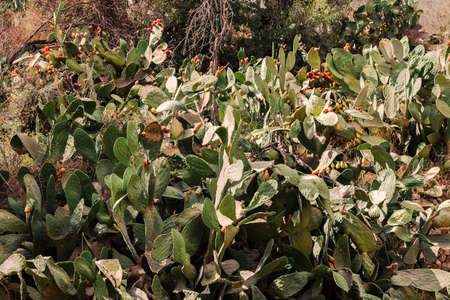 Close up shot of Sabra cactus bushes full of red fruits