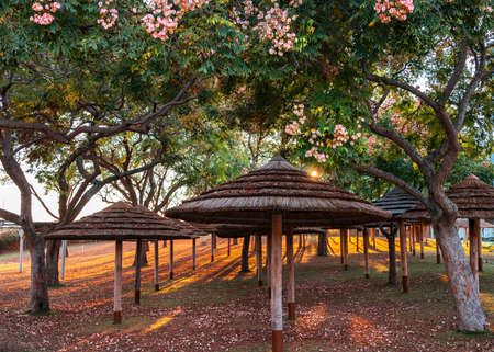 Parasols or gazebo in the park. Surrounding with trees, and pink blossom. Japanese style.