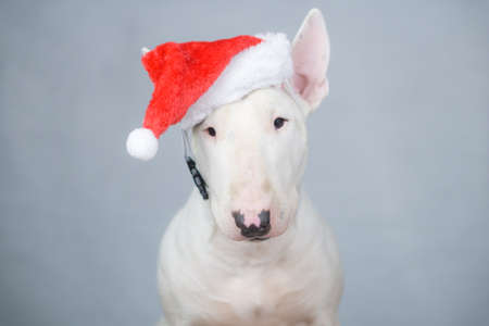 Bull terrier dog with santa hat on christmasの写真素材