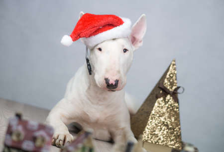 Bull terrier dog with santa hat on christmasの写真素材
