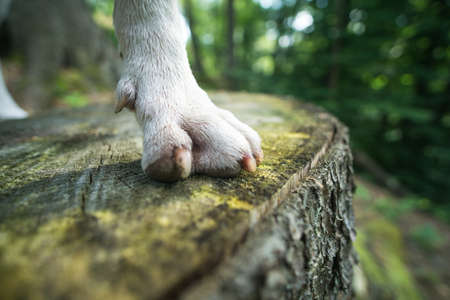 Closeup of dogs paw on the woods benchの写真素材