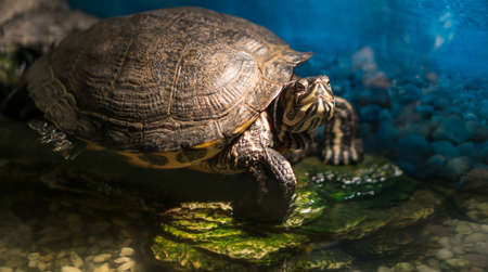 Painted grown turtle chrysemys picta sitting on rock basking in late morning sun in fresh water pondの写真素材